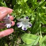 Nemophila maculata Habit
