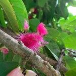 Syzygium malaccense Fiore