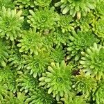 Saxifraga exarata Hoja