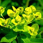 Euphorbia illirica Flower