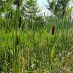 Typha laxmannii 果實