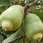 Ficus assamica Fruit