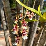 Oncidium altissimumVirág