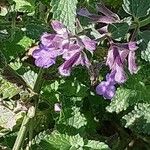 Nepeta × faassenii Floare