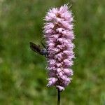 Bistorta officinalis Flower