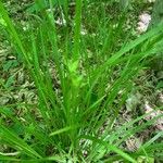 Carex intumescens 葉