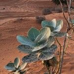 Calotropis proceraBlatt