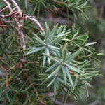 Juniperus oxycedrus Folla