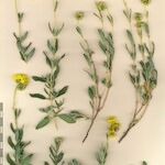 Helianthemum squamatum Otro