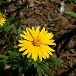 Madia elegans Flower