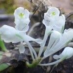 Podangis dactyloceras Flower