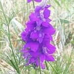 Delphinium orientale Kvet