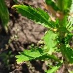 Lepidium densiflorum Fuelha