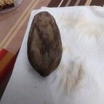 Dacryodes edulis Fruit