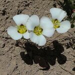 Calochortus leichtlinii Flower