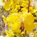 Caesalpinia decapetala Flower