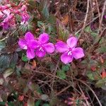 Centradenia inaequilateralis Flor