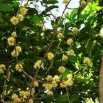 Pisonia aculeata आदत