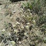 Cochlearia officinalis Flower