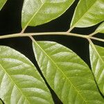 Spondias radlkoferi Leaf