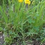 Senecio glaucus Other