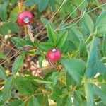 Rosa palustris Fruit