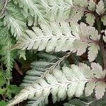 Athyrium niponicum Blad