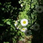 Erigeron strigosusŽiedas