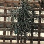 Tillandsia baileyi Frunză