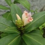 Costus guanaiensis Feuille