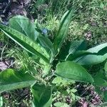 Andersonglossum virginianum Folha