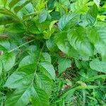 Senna hirsuta Fuelha