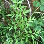 Conopodium majus Leaf