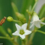 Duboisia myoporoides फूल