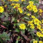 Sanvitalia procumbens Libunga