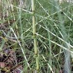 Equisetum telmateia 葉