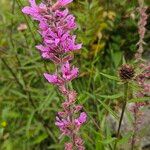 Lythrum virgatumLorea