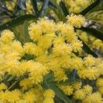 Acacia dealbata 花