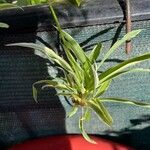 Chlorophytum capense Ліст