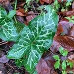 Arum italicum Fuelha