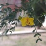 Parkinsonia florida Cvet