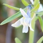 Linaria chalepensis 花