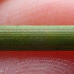 Juncus usitatus Azala