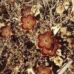 Edithcolea grandis Ostatní