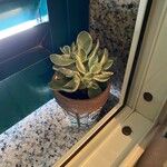 Aeonium castello-paivae Likasa