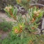 Pinus edulis Feuille