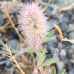 Trifolium arvense Mbuma