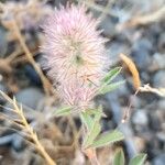 Trifolium arvense Frucht