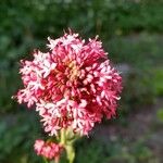 Centranthus ruber花