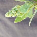 Chenopodium berlandieri Flower